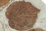 Four Fossil Leaves (Davidia & Zizyphoides) - Montana #190476-3